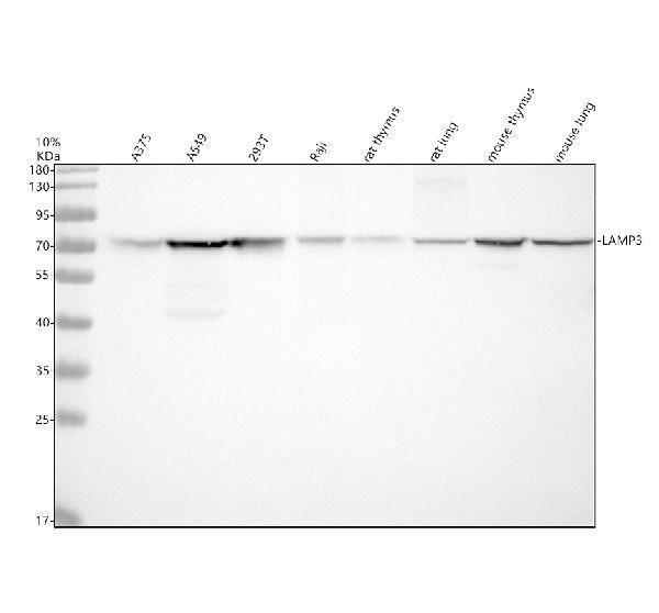 Western blot analysis of LAMP3 using anti-LAMP3 antibody (A09406-3)