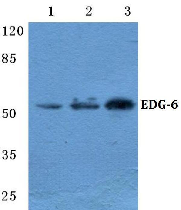 a09413 1 s1pr4 primary antiboties wb testing 1