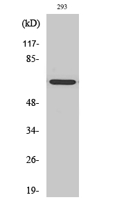 a09415 gnl3l primary antibodies wb testing 2