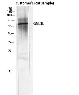 a09415 gnl3l primary antibodies wb testing 3
