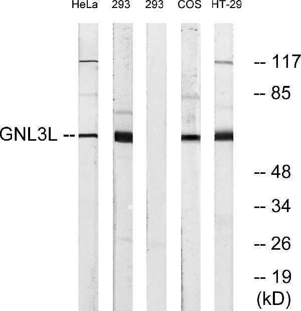 a09415 gnl3l primary antibodies wb testing 4