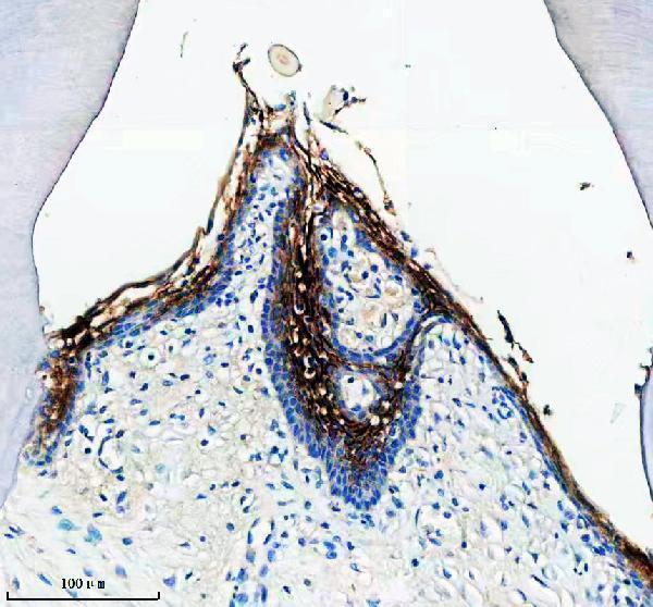 IHC analysis of ODAM using anti-ODAM antibody (A09416)