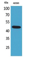 Western Blot analysis of AD293 cells using SCYL1BP1 Polyclonal Antibody