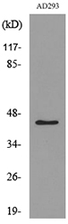 Western blot analysis of lysate from AD293 cells, using GORAB Antibody