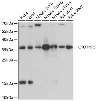 a09418 c1qtnf5 primary antiboties wb testing 1