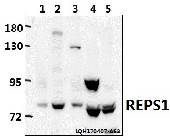 a09419 1 reps1 primary antiboties wb testing 1