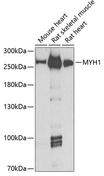 Western blot analysis of extracts of various cell lines, using MYH1 antibody  at  1:410 dilution