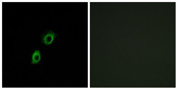 a09422 insl4 primary antibodies if testing 1