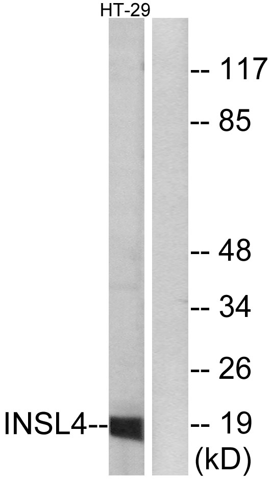 a09422 insl4 primary antibodies wb testing 3