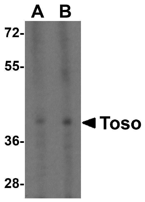a09423 faim3 primary antibodies wb testing 1
