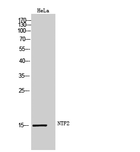 Western Blot (WB) analysis of HeLa cells using NTF2 Polyclonal antibody
