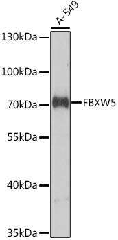 Western blot analysis of extracts of A-549 cells, using FBXW5 antibody  at 1:1000 dilution