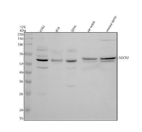 a09430 1 dgcr2 primary antibodies wb testing 1