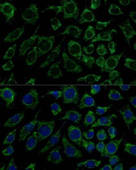 Immunofluorescence analysis of L929 cells using IDH3B Polyclonal Antibody  at dilution of 1:100 