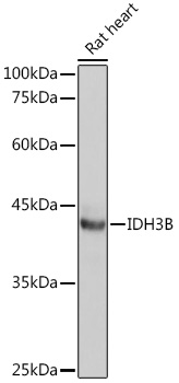 Western blot analysis of extracts of Rat heart, using IDH3B Rabbit pAb  at 1:1000 dilution