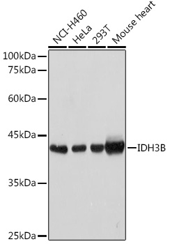 Western blot analysis of extracts of various cell lines, using IDH3B Rabbit pAb  at 1:1000 dilution