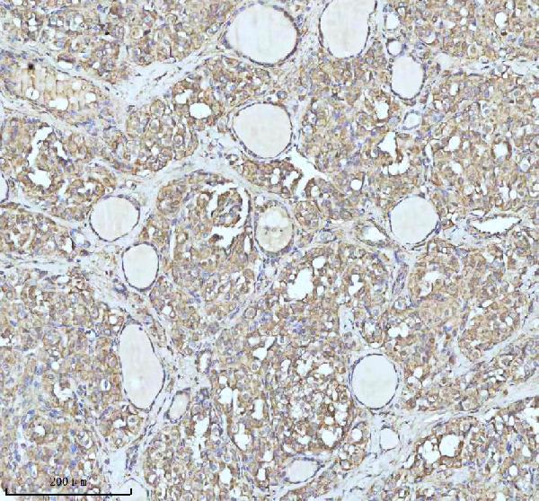 a09433 3 idh3b primary antibodies ihc testing 4