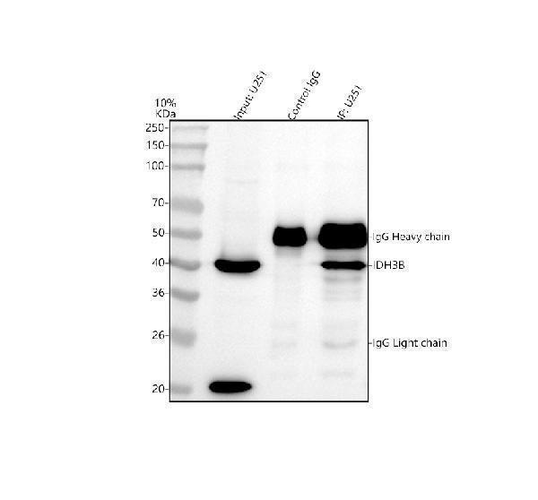 a09433 3 idh3b primary antibodies ip testing 7