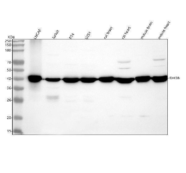  Western blot analysis of IDH3B using anti-IDH3B antibody (A09433-3)