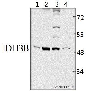a09433 idh3b primary antiboties wb testing 1