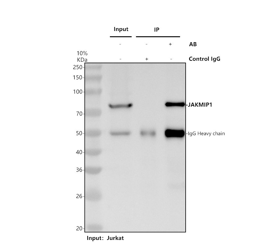 a09437 1 jakmip1 primary antibodies ip testing 1