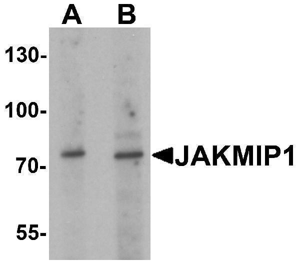 a09437 jakmip1 primary antibodies wb testing 1