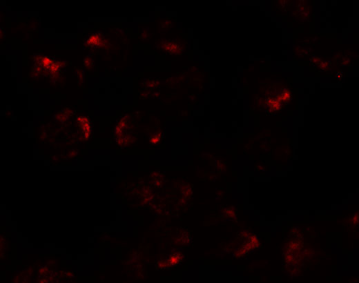 Immunofluorescence of KPNA5 in EL4 cells with KPNA5 antibody at 20 μg/mL