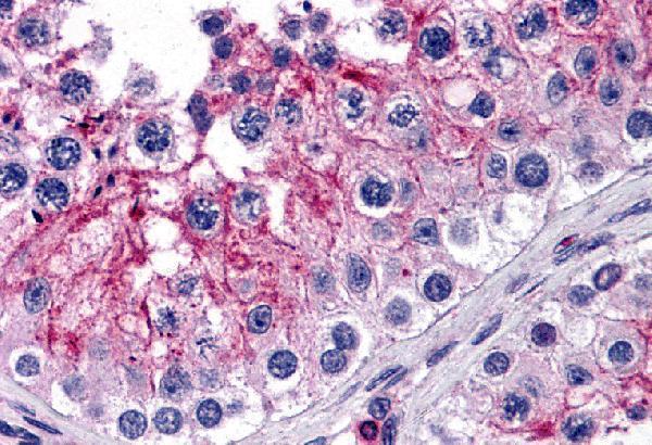 Immunohistochemistry of KPNA5 in human testis tissue with KPNA5 antibody at 5 μg/mL