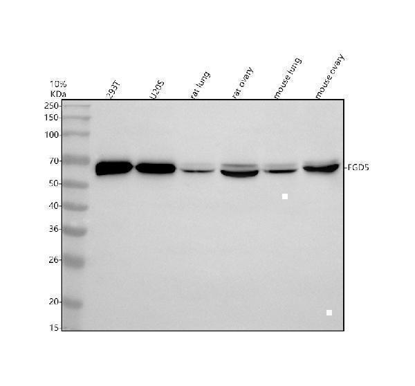 a09444 1 fgd5 primary antibodies wb testing 1