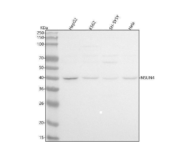  Western blot analysis of NSUN4 using anti-NSUN4 antibody (A09446-1)