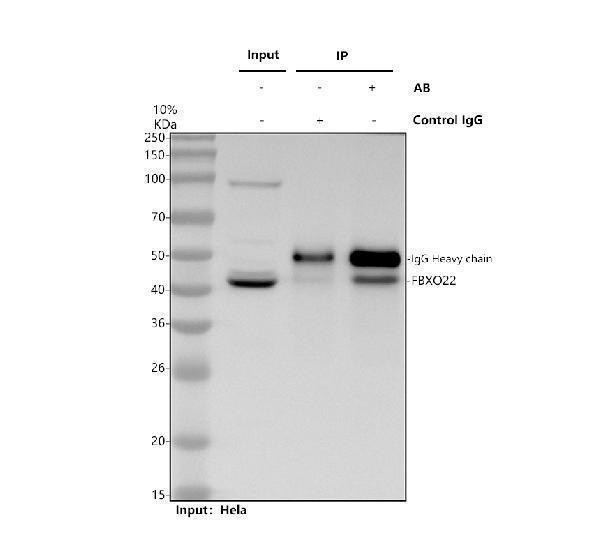a09447 1 fbxo22 primary antibodies ip testing 1