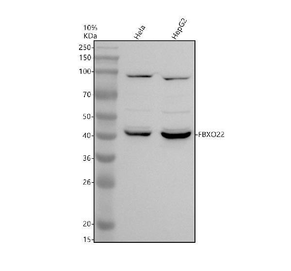 a09447 1 fbxo22 primary antibodies wb testing 1
