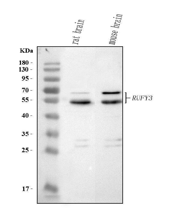  Western blot analysis of RUFY3 using anti-RUFY3 antibody (A09453-1)