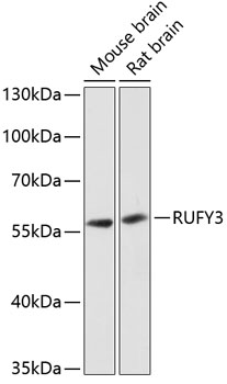 a09453 rufy3 primary antiboties wb testing 1