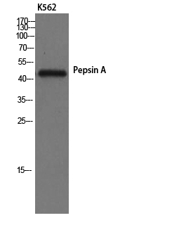Western Blot analysis of K562 cells using Pepsin A Polyclonal Antibody