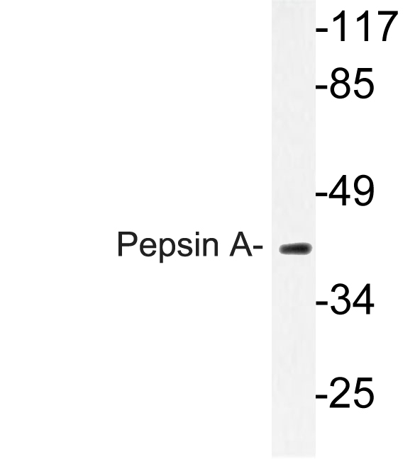 Western blot analysis of lysate from K562 cells, using Pepsin A antibody