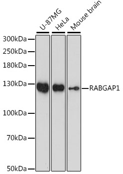 a09466 rabgap1 primary antiboties wb testing 1