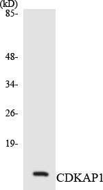Western blot analysis of the lysates from HeLa cells using CDKAP1 antibody