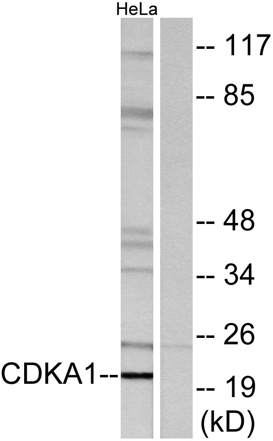 Western blot analysis of lysates from HeLa cells, using CDKPA1 Antibody