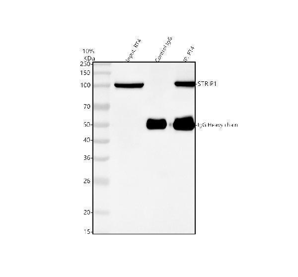 a09470 1 strip1 primary antibodies ip testing 1