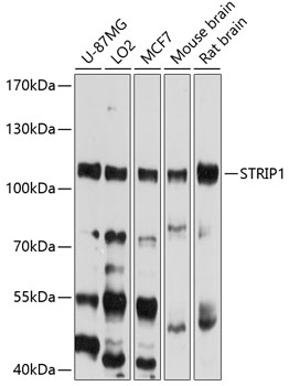 Western blot analysis of extracts of various cell lines, using STRIP1 antibody  at 1:1000 dilution