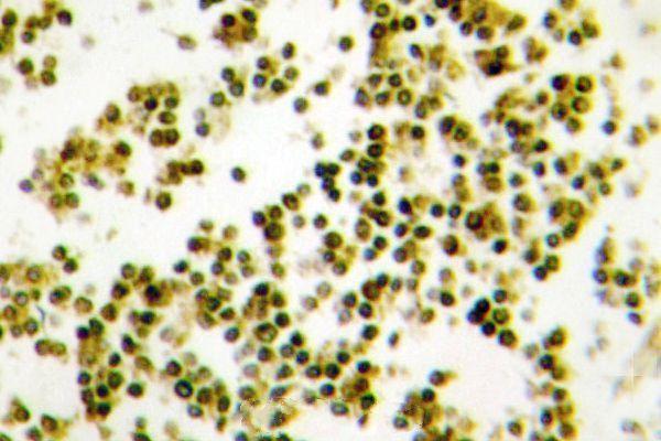 Immunohistochemistry (IHC) analyzes of Musculin (R167) pAb in paraffin-embedded human lymph node tissue