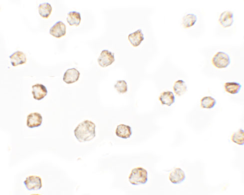 a09477 tespa1 primary antibodies icc testing 2