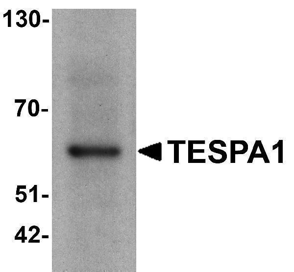 a09477 tespa1 primary antibodies wb testing 1