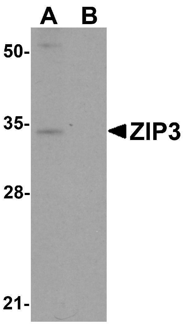 a09478 slc39a3 primary antibodies wb testing 1