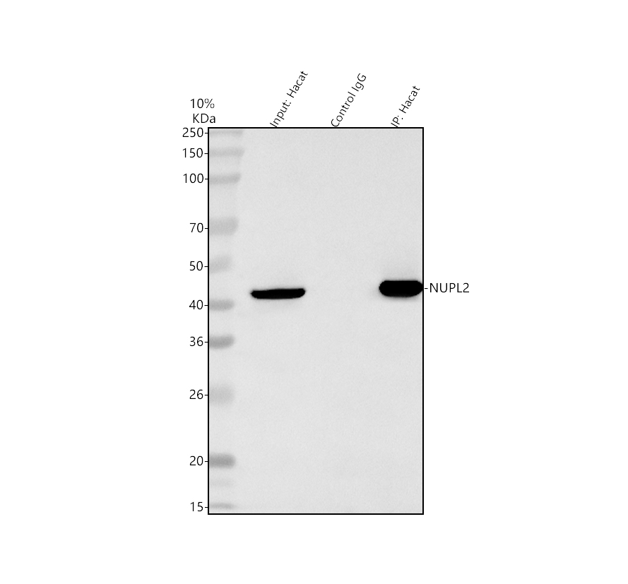 a09480 nupl2 primary antibodies ip testing 1