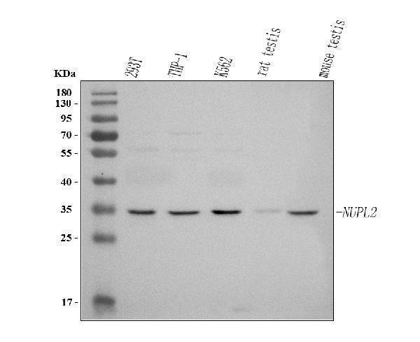  Western blot analysis of NUPL2/NUP42 using anti-NUPL2/NUP42 antibody (A09480)