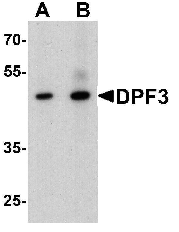 Western blot analysis of DPF3 in mouse brain tissue lysate with DPF3 antibody at (A) 1 and (B) 2 μg/ml