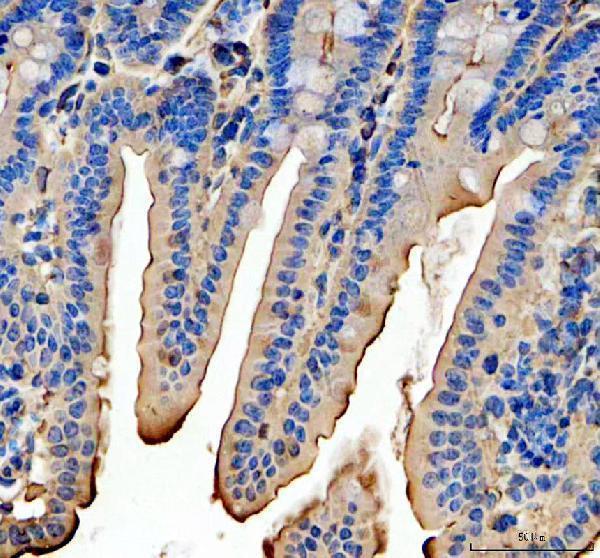 a09489 2 guca2b primary antibodies ihc testing 2