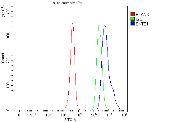 a09492 3 stnb1 primary antibodies fcm testing 2